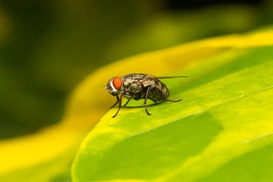 Can Fruit Flies Jump Like Fleas?