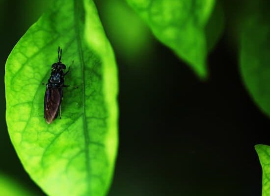 Do Flies Have Bones?