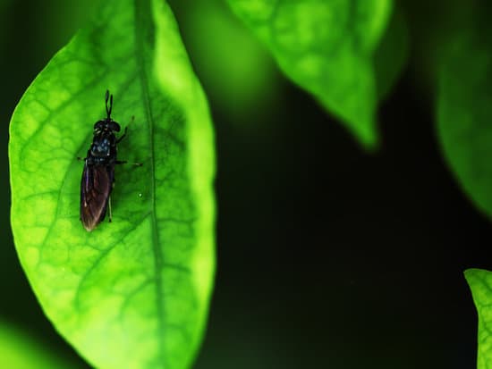 Can Flies Cause Food Poisoning?