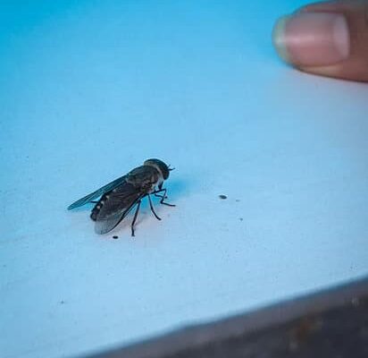 Are Flies Bad This Year?