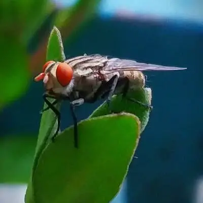 How Long Do Flies Live on Fly Paper?