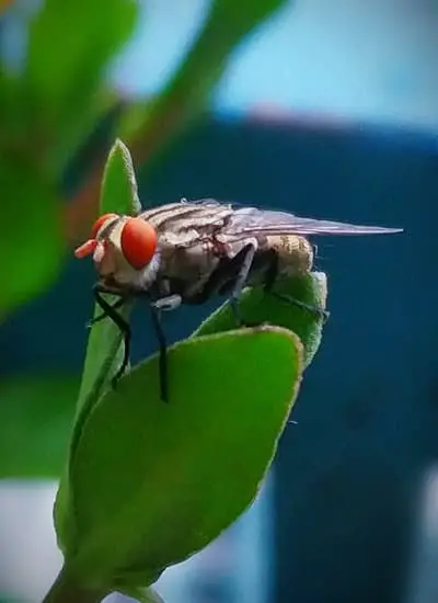 How Do Flies Take Off Backwards?