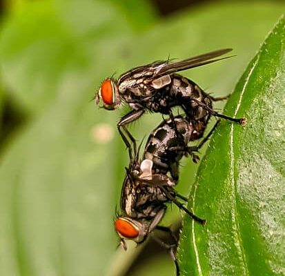 What Candles Are Good For Flies?