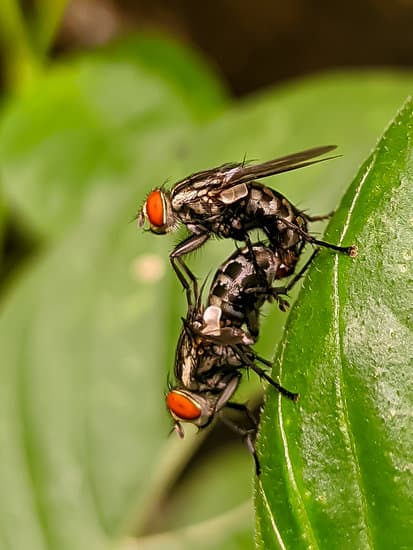 How Quickly Do Flies Lay Eggs?