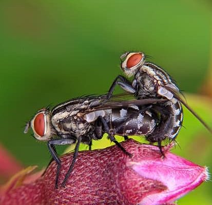 Do Flies Have Hearts?