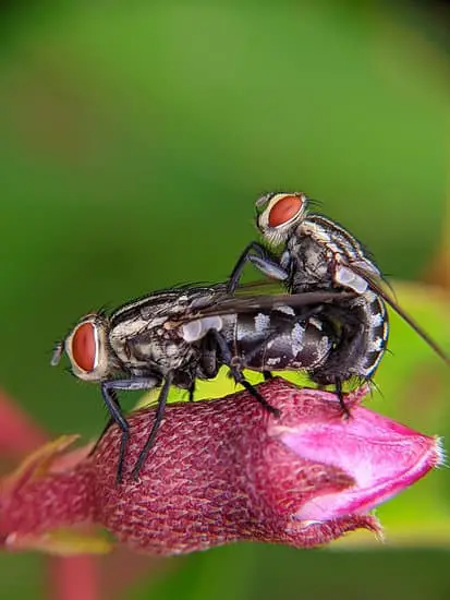 How Do Flies Help Plants Grow?