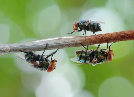 How Do Guinea Pigs Create Flies?