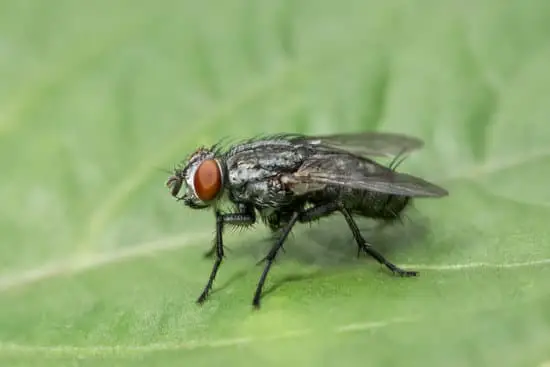 What Can I Use to Attract and Kill Flies?
