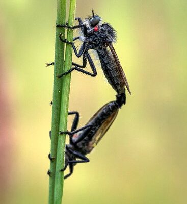 How Do Flies Come From Maggots?