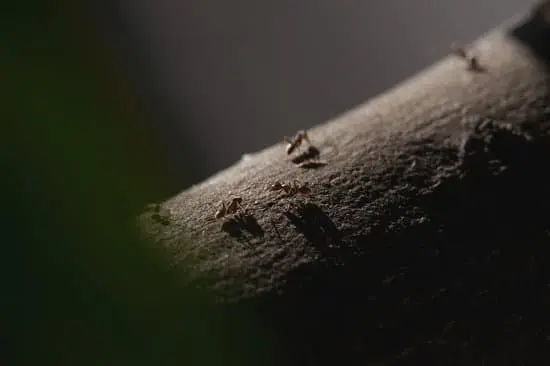 Ants