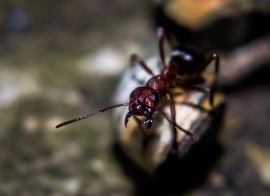 Can You Eat Food That Ants Have Been On?