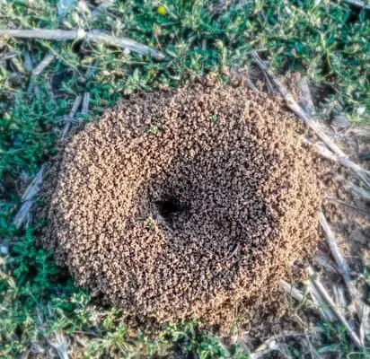 Where Ants Lay Eggs