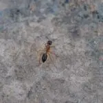 Ants