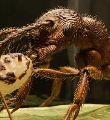 How Do Ants Survive Winter?