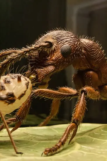 Ants