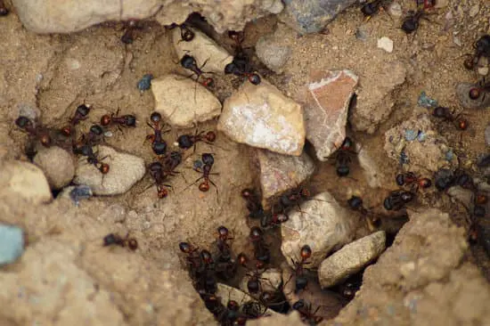 Ants