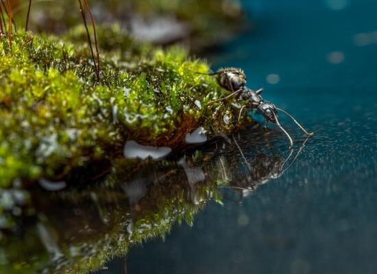 Can Pavement Ants Cause Structural Damage to Your Home?