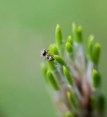 How Do Ants Work All Night?