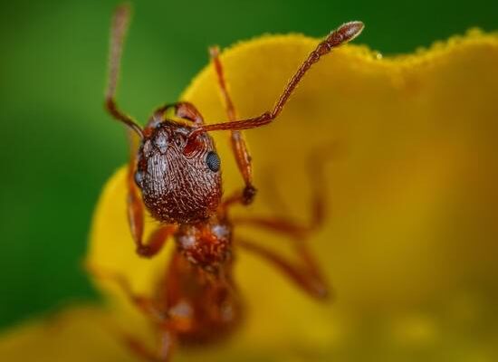 Are Ants More Active at Night?