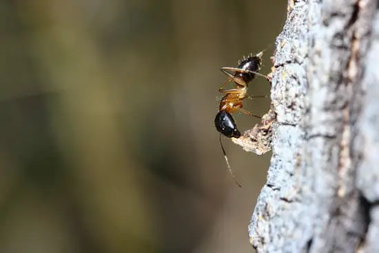 Ants