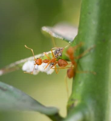 Will Vinegar Kill Ants Outside?