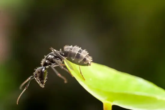 Ants