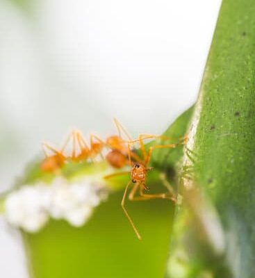 Why Do Ants Have An Exoskeleton?