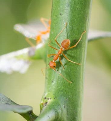 Are Ants Good For Eyes?