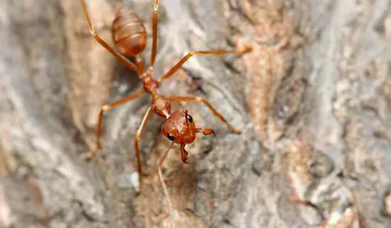 Ants