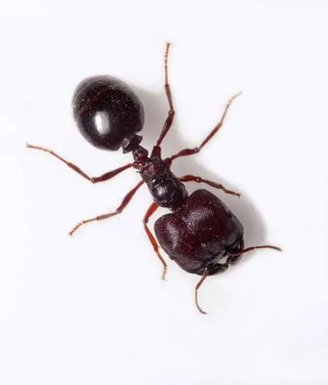 Ants