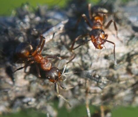 Which Ants Are Bad For Your Home?