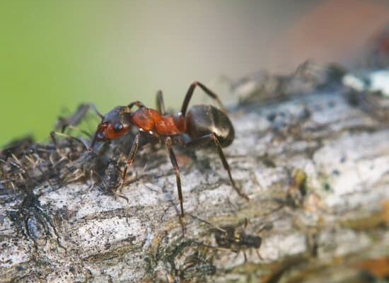 How Do Ants Damage Houses?