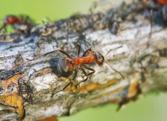 How Long Do Ants Live?