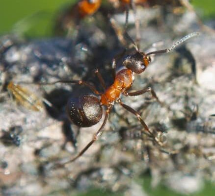 Can Ants Eat Plants?