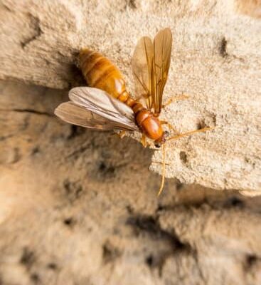 How Strong Are Ants Pound For Pound?