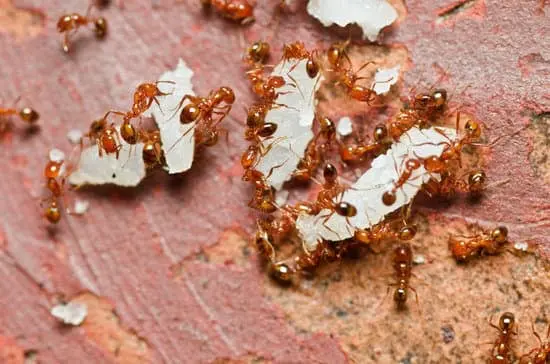 Ants