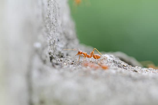 Do Ants Feel Pain?