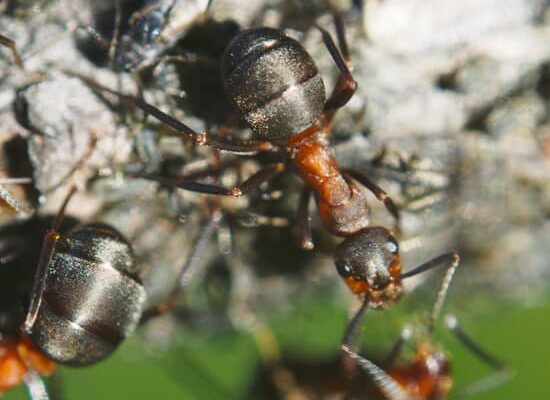 Where Do Ants Come From in the Winter?