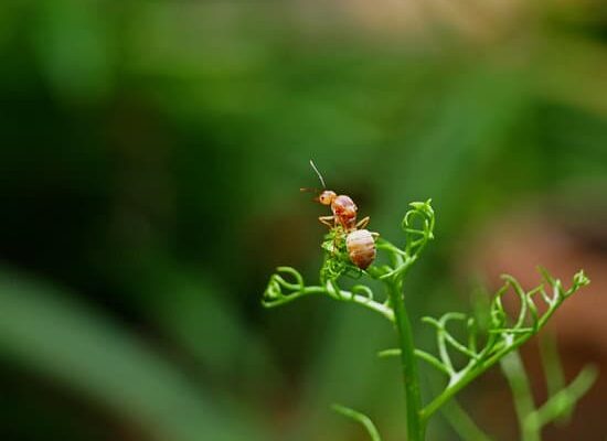 What to Do When Black Ants Bite