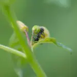 Ants