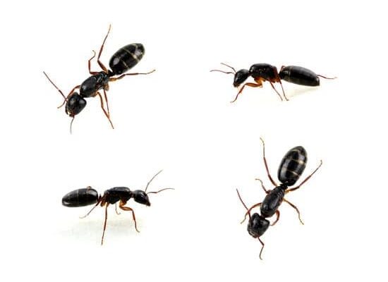 How Far Do Ants Travel?