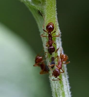 How Fast Ants Run