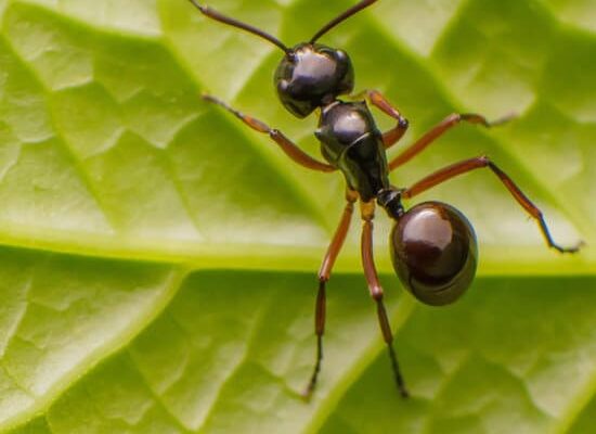 How Many Ants Would Make 100 Grams of Protein?