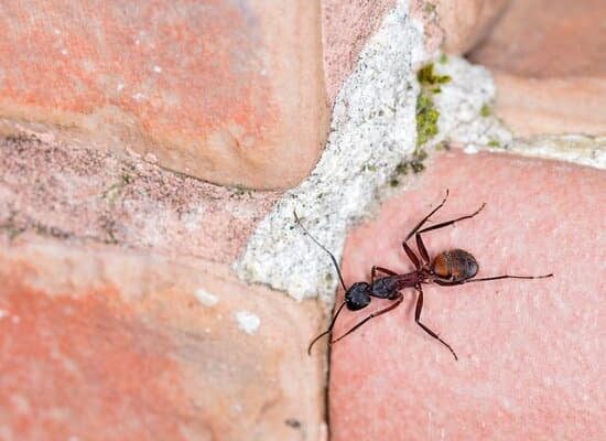 Do Ants Go to Sleep at Night?