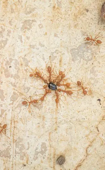 Ants