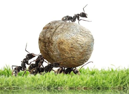 How Do Ants Turn Into Beetles?