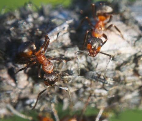 Can Ants Eat Humans Alive?