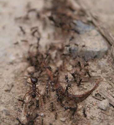 Why Do Ants Give Off a Smell When Killed?