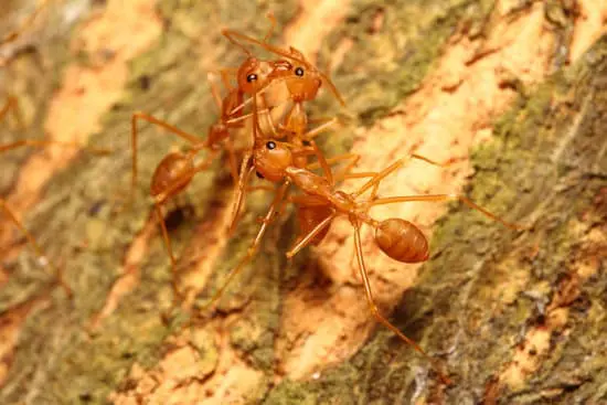 Ants