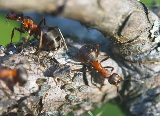 How Many Ants Per Person on Earth?